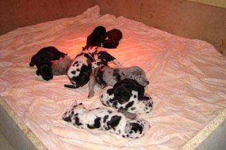 Donja Vom Teuchelwald