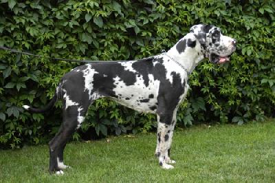 Donja Vom Teuchelwald