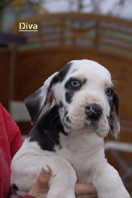 Diva Vom Teuchelwald