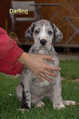 Darling Vom Teuchelwald