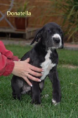 Donatella Vom Teuchelwald