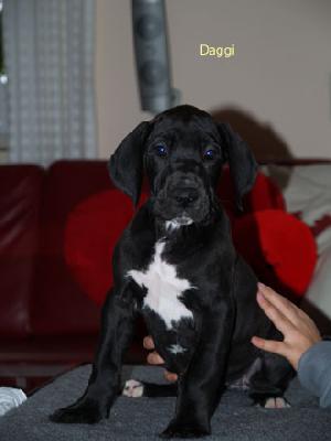 Daggi Vom Teuchelwald