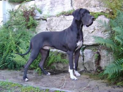 Damero Del  Sogno Grande