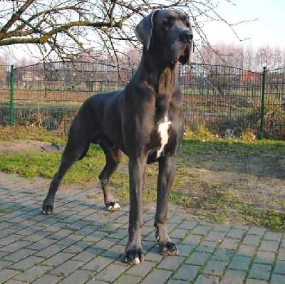 Famous Von Der Schlehhecke