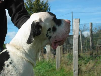 Mylord Von Schlesien