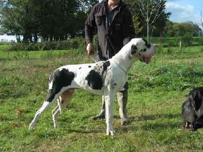 Mylord Von Schlesien