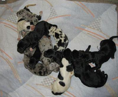 Mona-lisa Von Schlesien