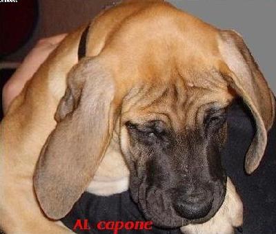 Al-capone Von Yellow Storm