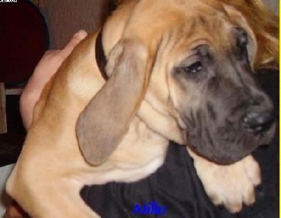 Atilla Von Yellow Storm