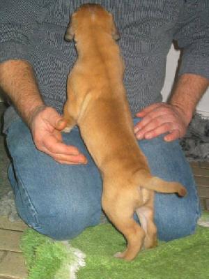 A.kira Von Yellow Storm