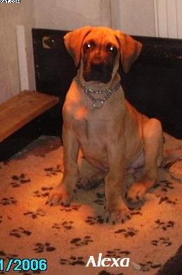 Alexa Von Yellow Storm