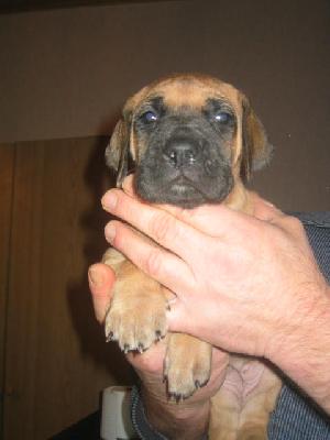 Alana Von Yellow Storm