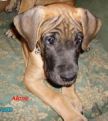 Alana Von Yellow Storm