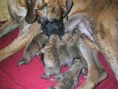 Great Max Vom Teufelsgrund