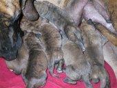 Gozilla Vom Teufelsgrund