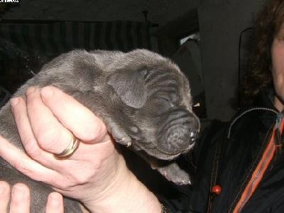 Bruno Von Der Schferei