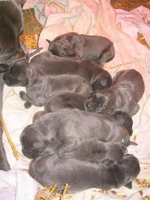 Bones Von Der Sch�ferei