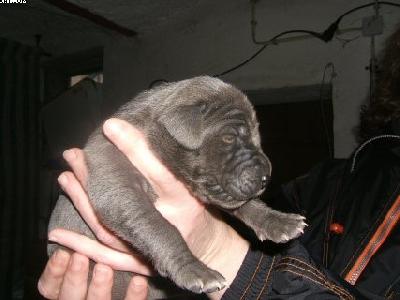 Bones Von Der Schferei