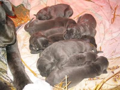 Basil Von Der Sch�ferei