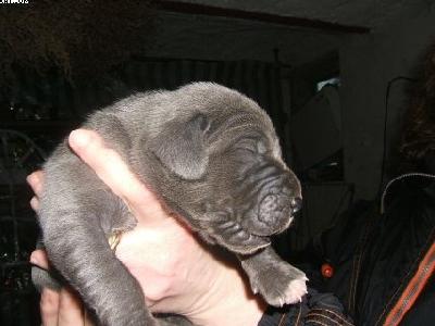 Basil Von Der Schferei