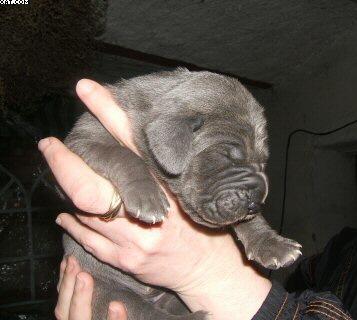 Ben Von Der Schferei