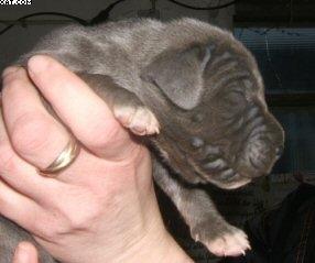 Babette Von Der Schferei