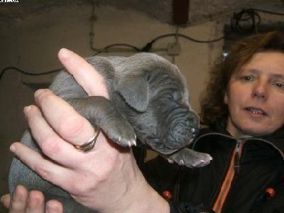 Baronesse Von Der Sch�ferei