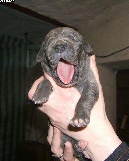 Baronesse Von Der Schferei