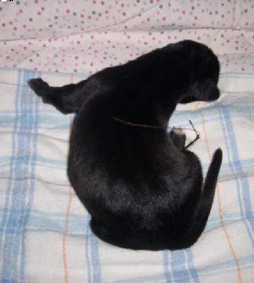 Falcon Vom Spandauer Wappen