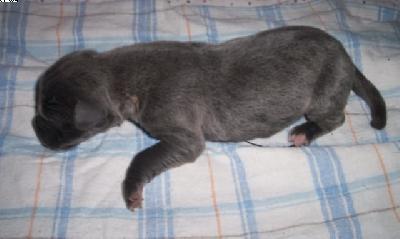 Freddie Herrmann Vom Spandauer Wappen