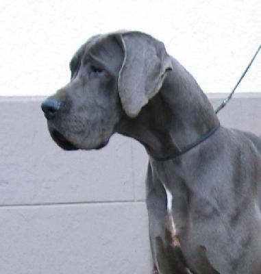 Fair Lady Vom Spandauer Wappen