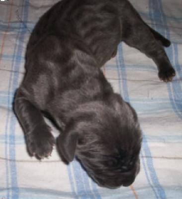 Fair Lady Vom Spandauer Wappen