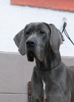 Fair Lady Vom Spandauer Wappen