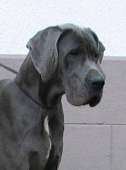 Fair Lady Vom Spandauer Wappen