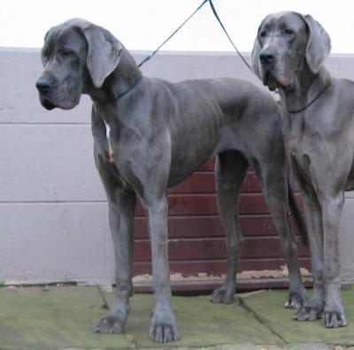 Fair Lady Vom Spandauer Wappen