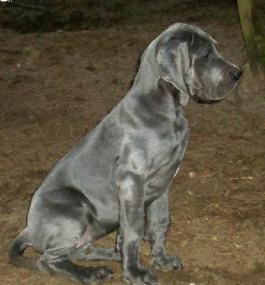 Fee Vom Spandauer Wappen