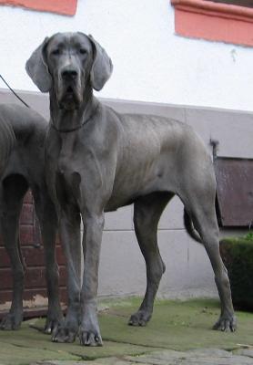 Fee Vom Spandauer Wappen