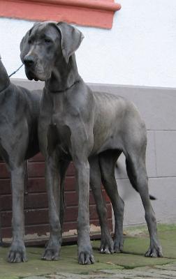 Fee Vom Spandauer Wappen