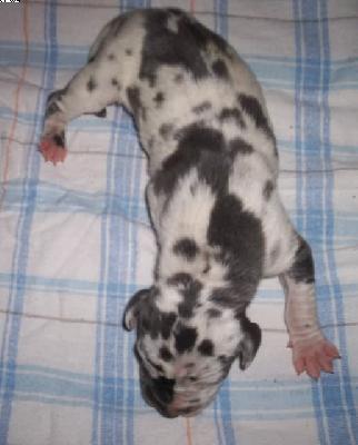 Fabienne Vom Spandauer Wappen