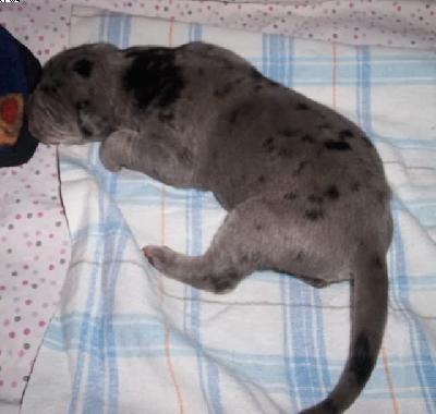 Franziska Vom Spandauer Wappen