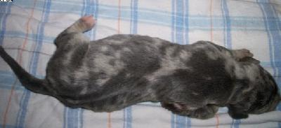 Francine Vom Spandauer Wappen