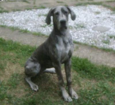 Francine Vom Spandauer Wappen