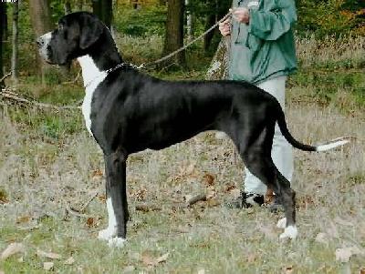 Jurgis Vom K�nigsland