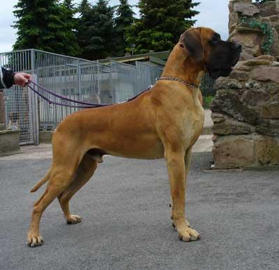 King-kong Vom Solling