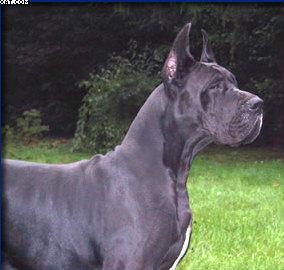 Rania Des Habits Rouges