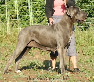 Ch Weinknigin Vom Hause Wagner