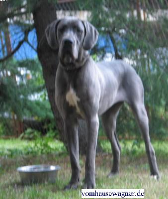 Ch Weinknigin Vom Hause Wagner