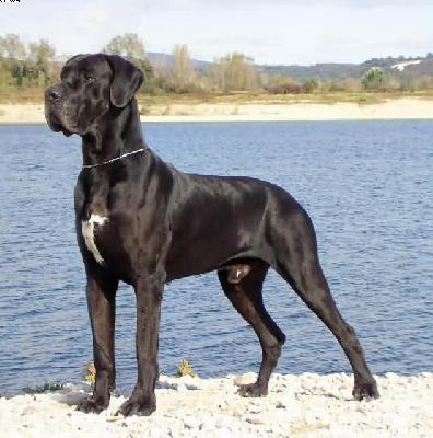 Quito Della Baia Azzurra