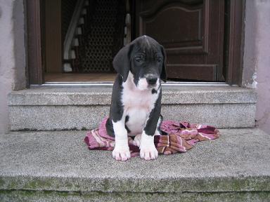 Xaffi Bocca D�tigre