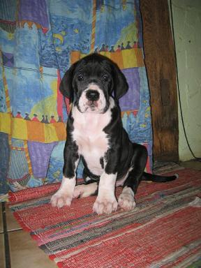 Xyra Bocca D�tigre